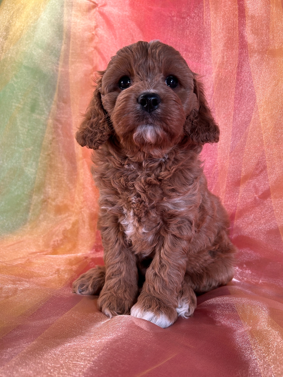 Dark Red Cockapoo Female DOB 9-16-2024 $950